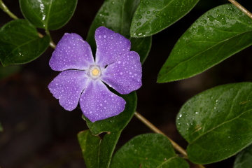 Blume mit Wassertropfen
