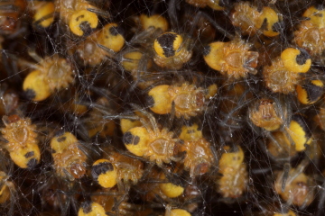 Junge Kreuzspinnen; MP-E 65, 4,8× Vergrößerung