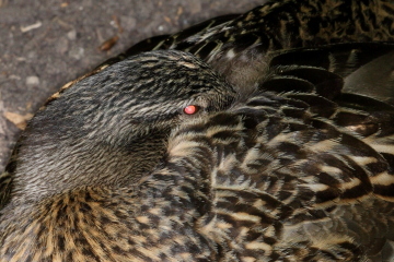 Der Rote-Augen-Effekt bei einer Ente